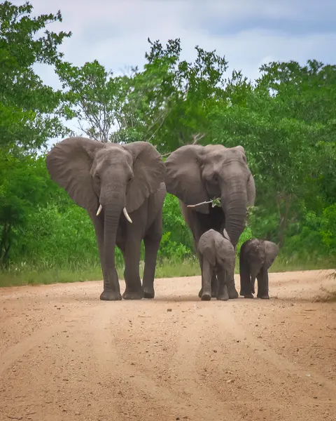 African Safari Adventures | Safaris | Tours | Transfers