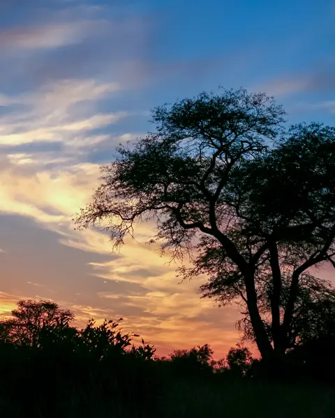 African Safari Adventures | Safaris | Tours | Transfers