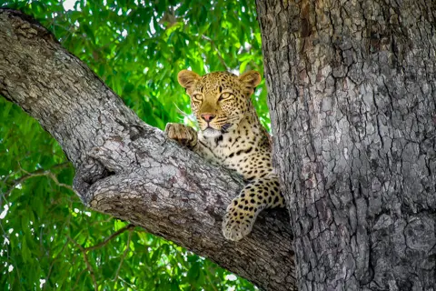 African Safari Adventures | Safaris | Tours | Transfers